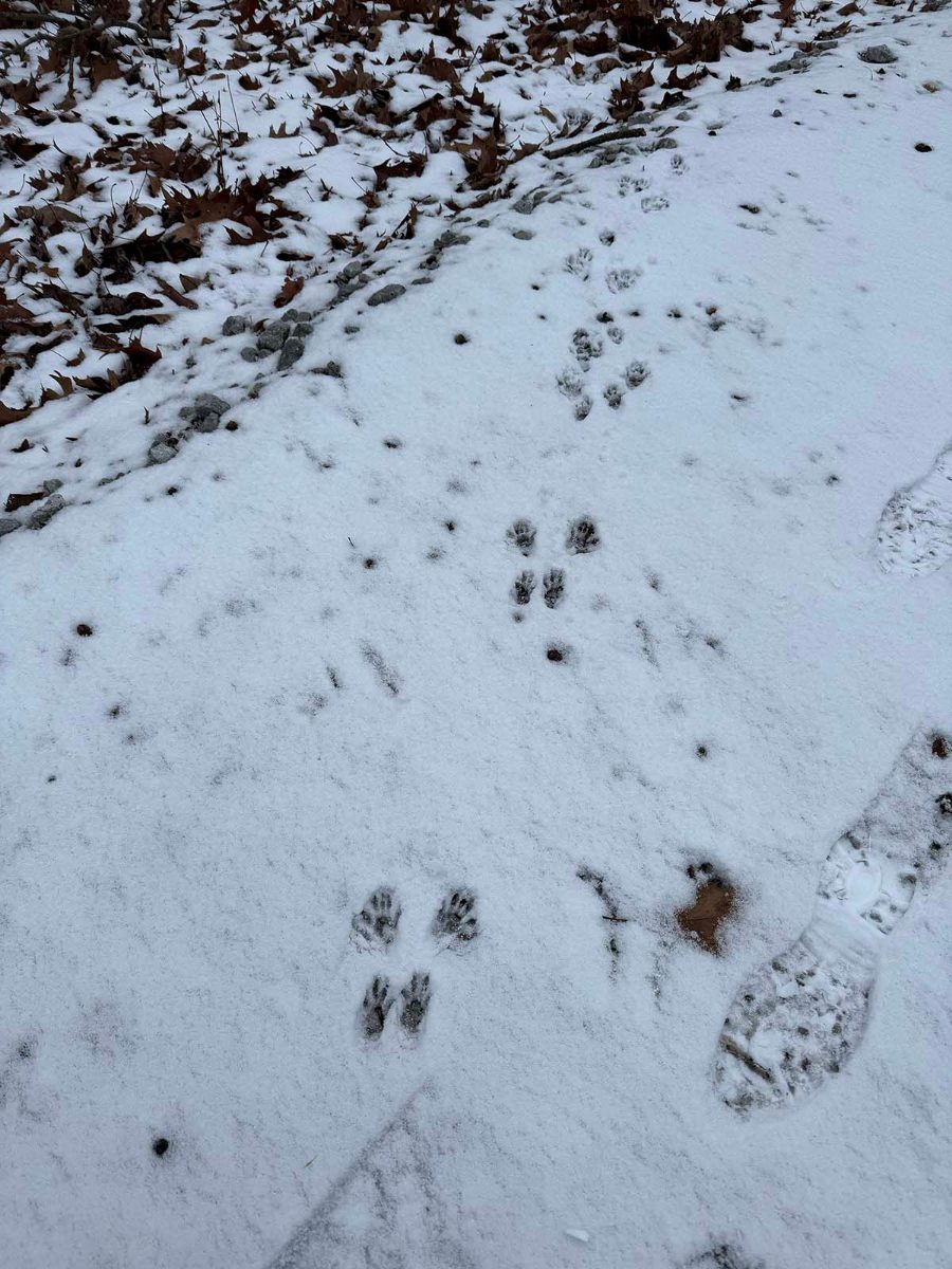 Small animal tracks in fresh snow beside a bootprint